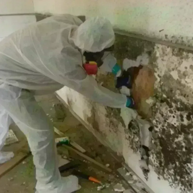 Mold Remediation and Removal in Cherokee County, OK